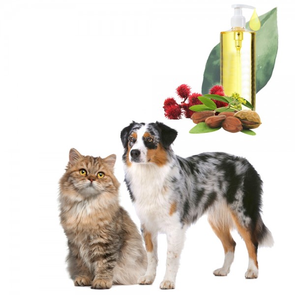 RECETTE HUILE BRILLANCE CHIENS ET CHATS PARFUM MOUSSE DE CHENE