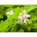 Hydrolat de Geranium Bourbon bio 