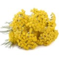 Hydrolat d'Helichryse Immortelle bio