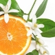 Parfum cosmétique Fleur d'Oranger