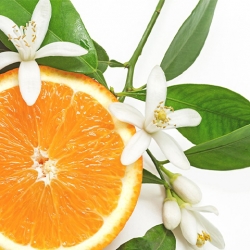 Vente en gros Parfum cosmétique Fleur d'Oranger