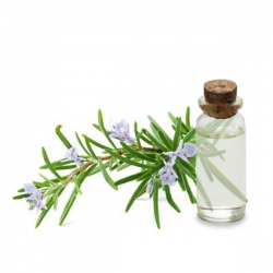 Hydrolat Romarin verbénone bio