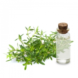 Hydrolat de Sarriette Bio