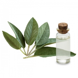 Hydrolat Sauge sclarée bio