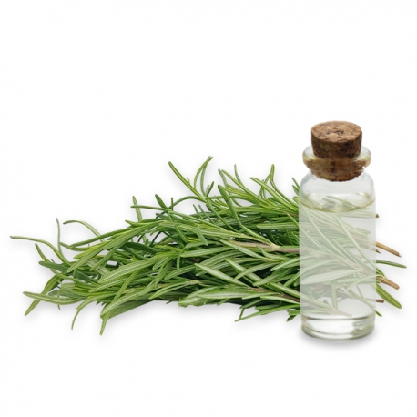 Hydrolat Romarin camphré Bio