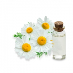 vente en gros Hydrolat de camomille romaine biologique