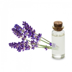vente en gros Hydrolat de Lavande Fine bio 