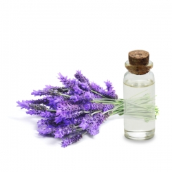 vente en gros Hydrolat de Lavande Officinale bio France 
