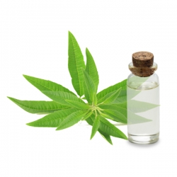 vente en gros Hydrolat Verveine Odorante