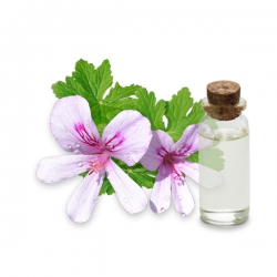 Hydrolat de Geranium Bourbon bio 