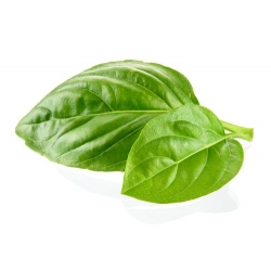 HUILE ESSENTIELLE Basilic tropical bio