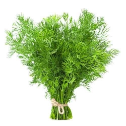 HUILE ESSENTIELLE 10 ml D ANETH SEMENCE BIO 