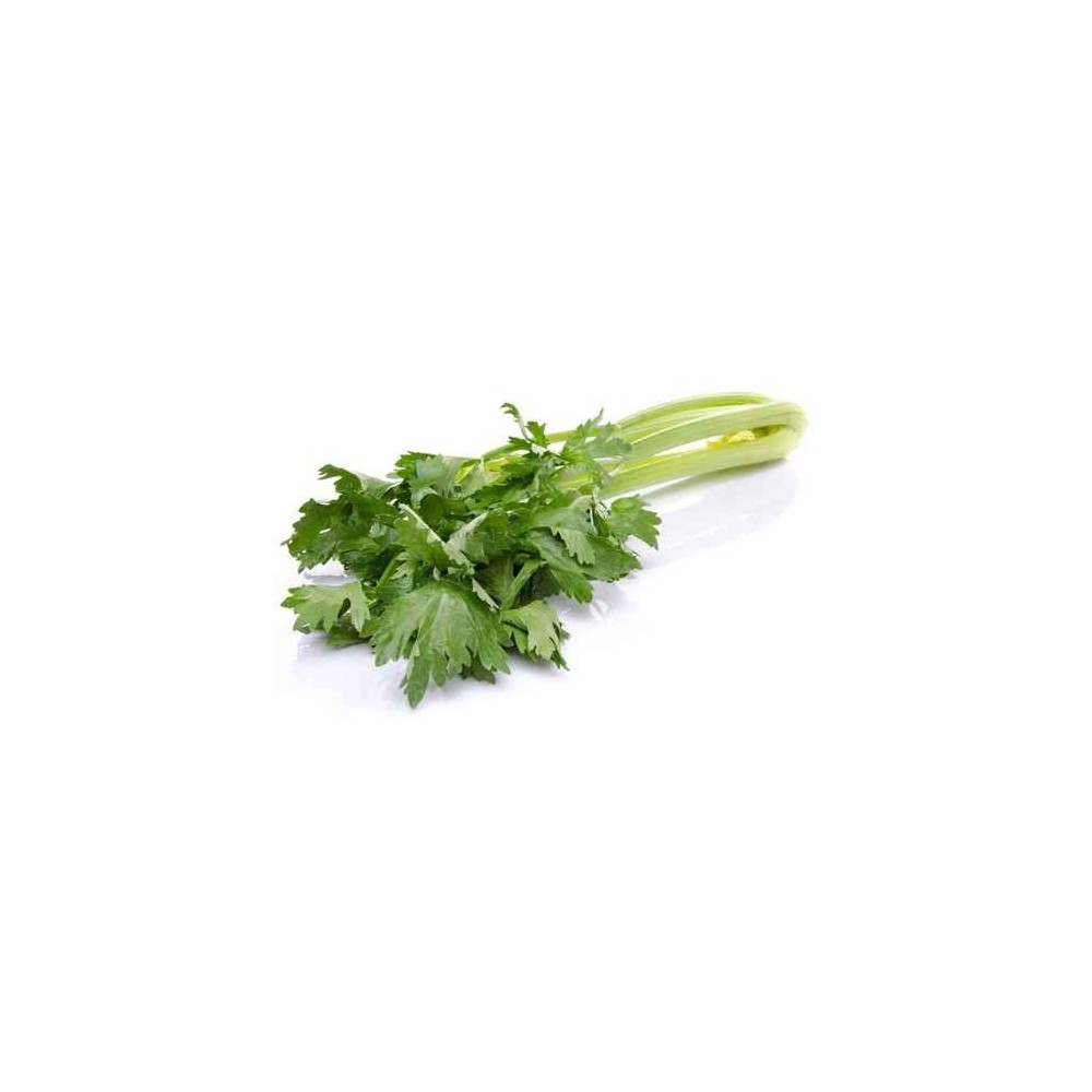 Celeri Semence origine France 