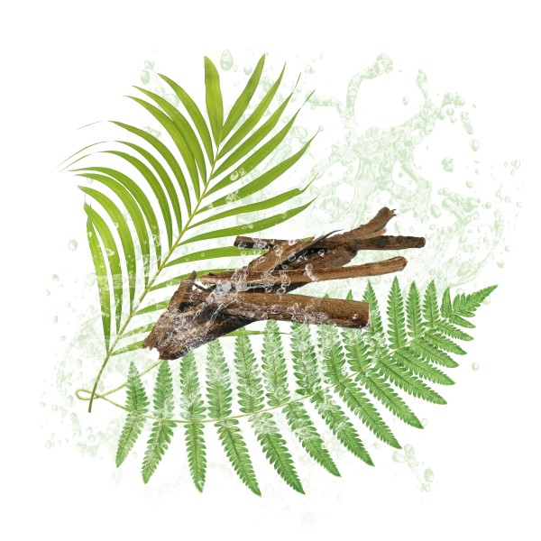 Parfum cosmétique Boisé