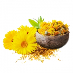 Calendula FLEURS SECHEES