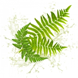 Parfum cosmétique Fougère et Sous-Bois 