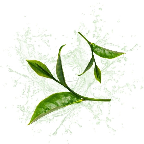 Parfum cosmétique THE VERT