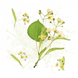 Parfum cosmétique Tilleul