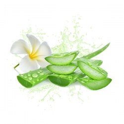 Vente en gros Parfum cosmétique Aloe vera