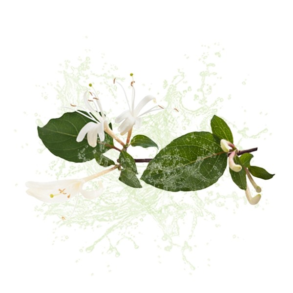 Parfum cosmétique Chevrefeuille