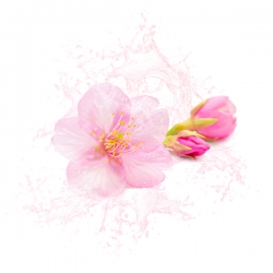 Fleur de cerisier arôme alimentaire naturel