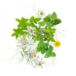 Parfum cosmétique Herbe des Alpes 