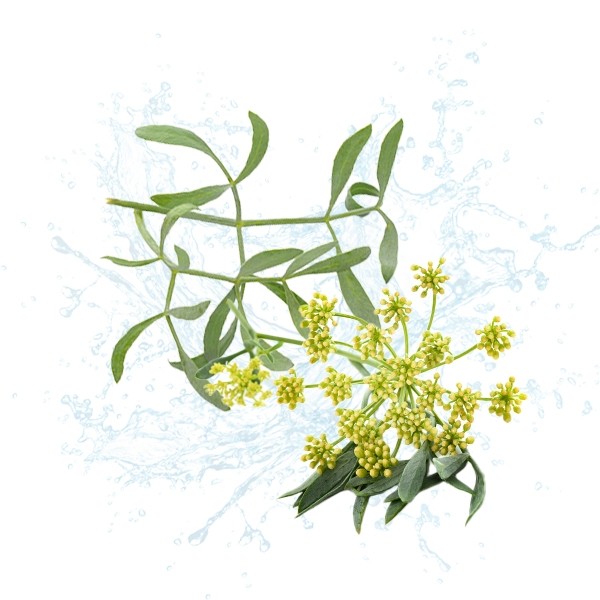 Parfum cosmétique Criste marine