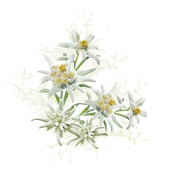 Parfum cosmétique Edelweiss Suisse 