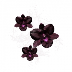 Parfum cosmétique Orchidée noire