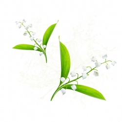 Parfum cosmétique Fleur de Muguet 