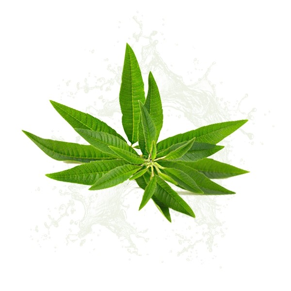 Parfum cosmétique Verveine 