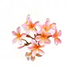 Parfum cosmétique Dragée - Fleur de cerisier