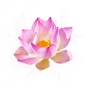 Parfum cosmétique Fleur de Lotus 