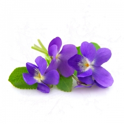 Parfum cosmétique Violette