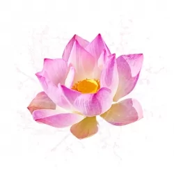 Vente en gros Parfum cosmétique Fleur de Lotus 