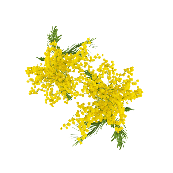 Parfum cosmétique Mimosa