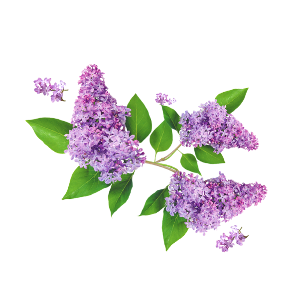 parfum lilas
