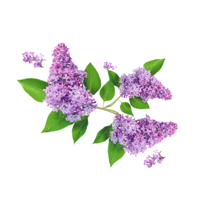parfum lilas
