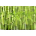 Parfum cosmétique Bambou