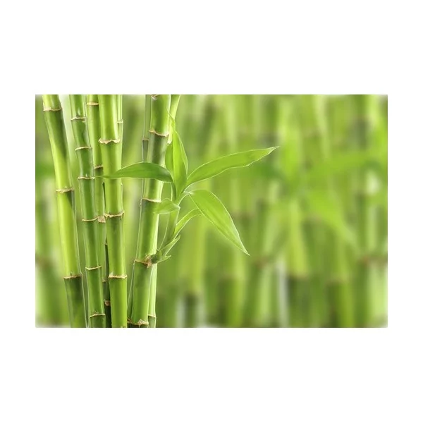 Parfum cosmétique Bambou