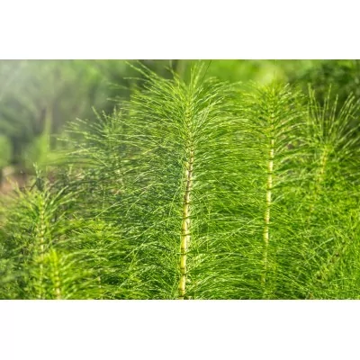 Prêle (Horsetail Herb Extract) EXTRAIT HYDROGLYCÉRINÉ