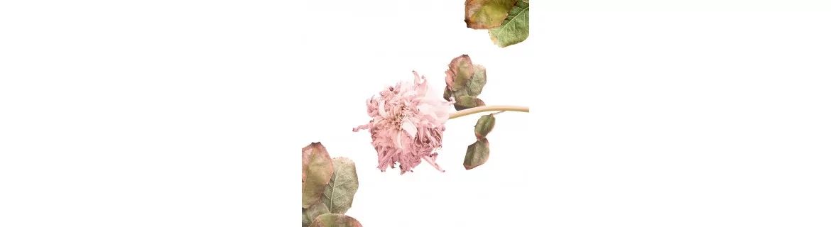 Fiori secchi