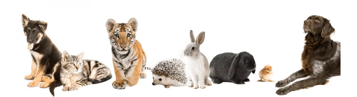 Vente cause animale