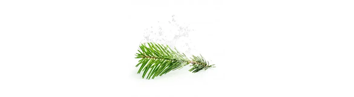 Fragancias y plantas de madera