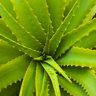 Aloe Vera