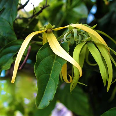 Ylang Ylang